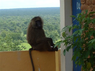 Friendly Baboons
